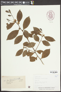 Ilex coriacea image