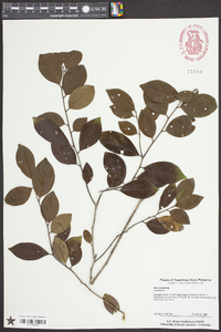 Ilex coriacea image