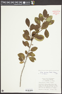 Ilex coriacea image