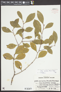 Ilex coriacea image