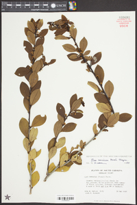 Ilex coriacea image