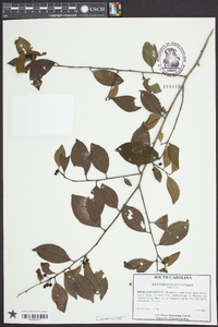 Ilex coriacea image