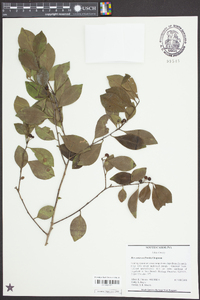 Ilex coriacea image