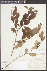 Ilex coriacea image