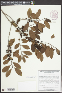 Ilex coriacea image