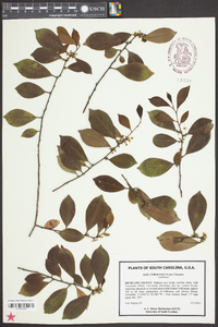 Ilex coriacea image