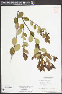 Ilex coriacea image