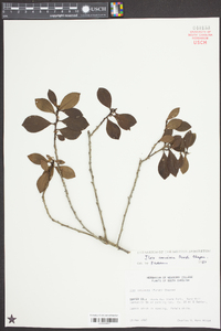 Ilex coriacea image