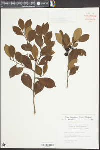 Ilex coriacea image