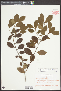 Ilex coriacea image