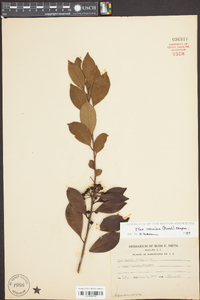 Ilex coriacea image