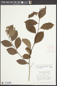 Ilex coriacea image