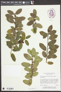 Ilex cornuta image