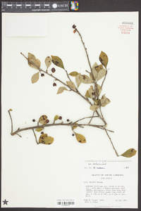 Ilex longipes image