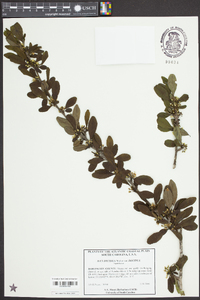 Ilex decidua var. decidua image