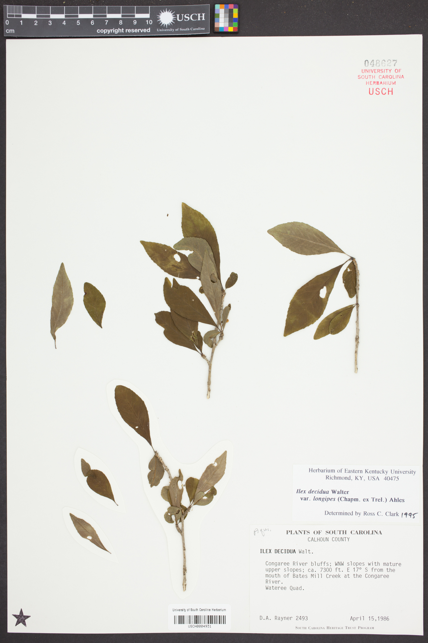 Ilex decidua var. longipes image