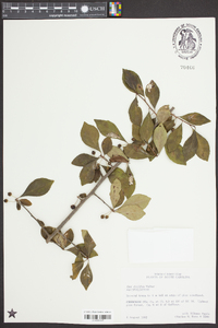 Ilex longipes image