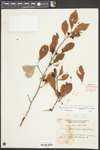 Ilex longipes image