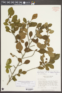 Ilex longipes image