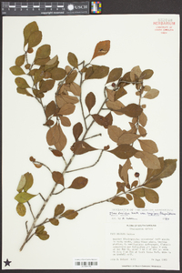 Ilex longipes image