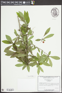 Ilex decidua var. decidua image