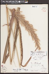 Saccharum giganteum image