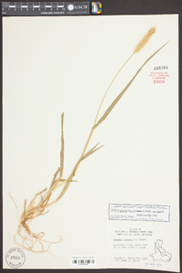 Setaria pumila image