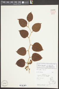 Smilax bona-nox image