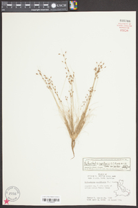 Bulbostylis capillaris subsp. capillaris image