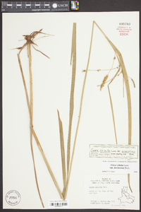 Carex crinita var. brevicrinis image