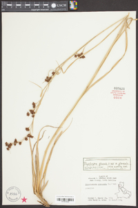 Rhynchospora glomerata var. glomerata image