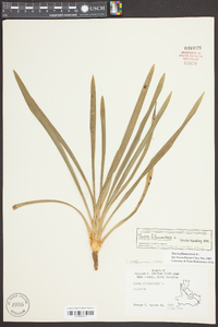 Yucca filamentosa image