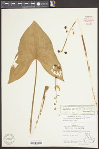 Sagittaria australis image