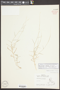 Muhlenbergia schreberi image