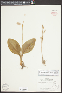 Liparis liliifolia image