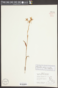 Platanthera ciliaris image