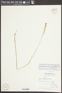 Spiranthes lacera var. gracilis image