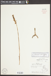 Spiranthes cernua image