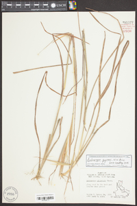 Andropogon gyrans image