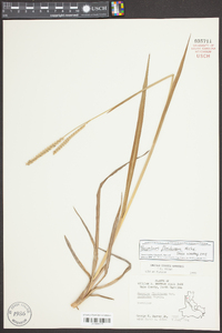 Paspalum floridanum image