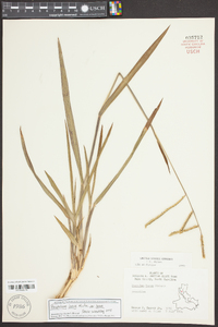 Paspalum laeve image