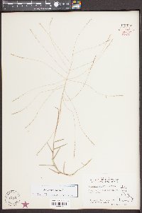 Gymnopogon brevifolius image