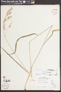 Festuca paradoxa image