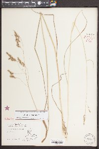 Festuca paradoxa image