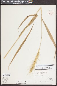 Elymus hystrix image