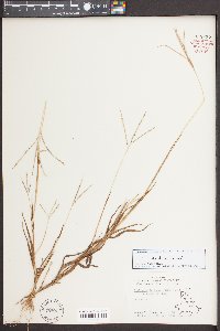 Digitaria ischaemum image