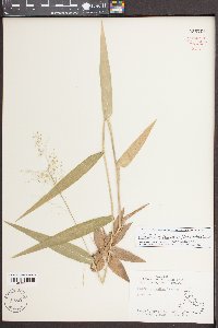 Dichanthelium polyanthes image