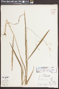 Bromus pubescens image