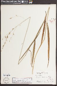 Bromus pubescens image