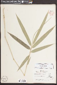 Arundinaria gigantea image